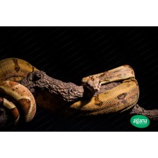 Boa constrictor  Salmón